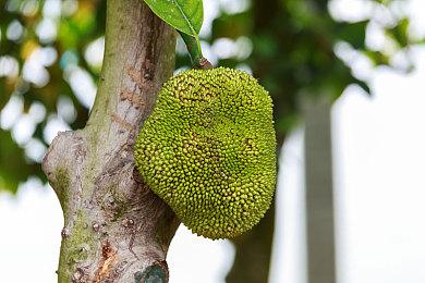 消息称NS Pro年底发布：性能升级 屏幕依然7